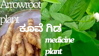 arrowroot plant  ಕೂವೆ ಗಿಡ [upl. by Nehepts]