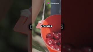 The Sweet Origin of Cherries 🍒 [upl. by Andromada865]