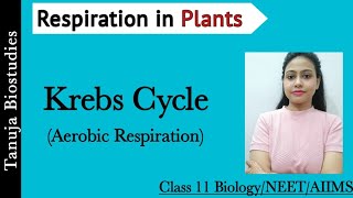 Respiration in Plants  Aerobic Respiration Krebs Cycle  Tricarboxylic acid cycle TCANEETAIIMS [upl. by Elocin]