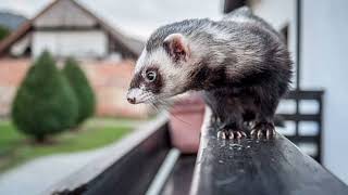 Facts About Ermine ShortTailed Weasel [upl. by Langille]