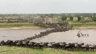 Wildebeest Migration River Crossing Serengeti National Park [upl. by Hinckley873]