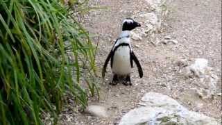 Penguins Dunstable Zoo Whipsnade 1080p Full HD [upl. by Vanny]