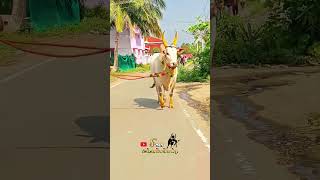 Dancing Rose🤍jallikattu bull new eruthattam trending shorts [upl. by Amihc]