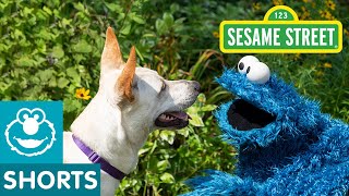 Sesame Street Cookie Monster Helps Doggie Friend Find a Home with Dodo Kids [upl. by Durward543]