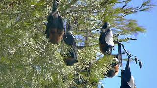 Grey headed Flying Foxes Roosting in Adelaide Botanic Garden [upl. by Noillid]