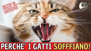 Perché il tuo gatto soffia Scopri i 7 motivi principali [upl. by Curren]