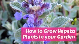 Nepeta Growing Guide Catmint Catnip by GardenersHQ [upl. by Nniuq588]