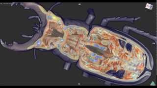 Virtual Dissection of Stag Beetle by High Resolution CT：昆虫の解剖 [upl. by Ettenil441]