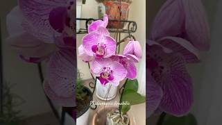 11112024 Orchid Moth Phalaenopsis Amabilis 🌸 [upl. by Spanos]