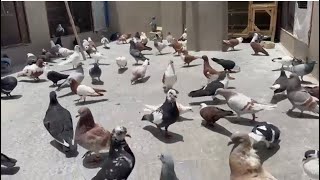 Beautiful Pigeon Birds KabOotar He KabOotar Famous Pigeon youtube viralvideo [upl. by Ahsikel]