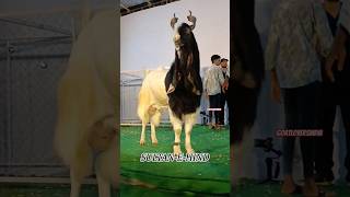 SULTAN E HIND OF 2024 IN PUNE MANZIL PATHAN TOPG goatloversindia SHALIMARGOATSNAKGOATS newsong [upl. by Irrehs]