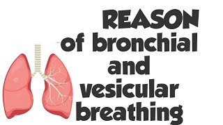 Bronchial Breathing  Vesicular Breathing explanation [upl. by Gilleod]