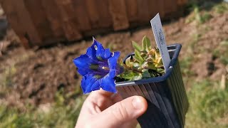 Starting growing Gentiana acaulis the blueflowered stemless gentian an iconic alpine plant [upl. by Wiersma]