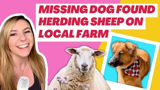 Missing dog found herding sheep on local farm in Idaho [upl. by Oelak103]