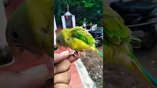 subscribe parrot comedyfilms trending birds parroting cute parrrot [upl. by Kusin]