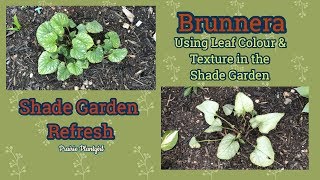 Planting Brunnera in the Shade Garden [upl. by Eisenstark]