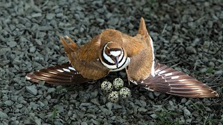 Killdeer A tricky Bird That Tricks Predators [upl. by Aida873]