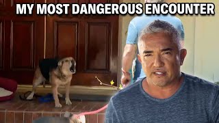 My Most Dangerous Case  A German Shepherd That Attacks 247  Cesar 911 Season 3 Ep 5  Part 1 [upl. by Halimeda]