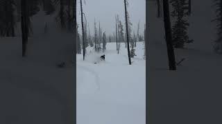 Mccall idaho snowmobiling Deep powder days [upl. by Wade]