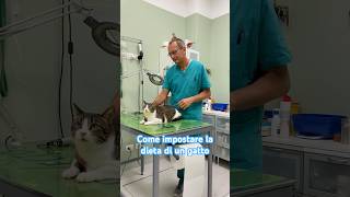 Gatti e dieta 🐈 veterinario [upl. by Medor]