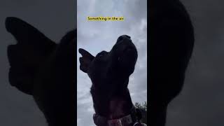 In the air 😳🫣😳😅 Taiwan dog Formosan Mountain Dog FMD 台灣犬 土狗 [upl. by Hedges4]