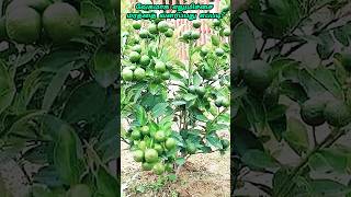 propagate lemon tree from cuttings shorts [upl. by Tihom]