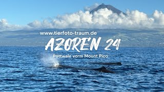 AZOREN24 Wale Delfine Schildkröten  Pico Azoren [upl. by Longtin]