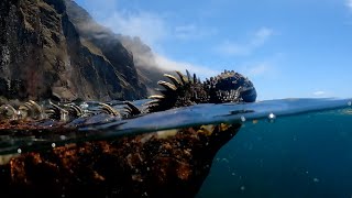 Swimming Dragons  Galápagos Islands  Lindblad Expeditions [upl. by Herzig746]