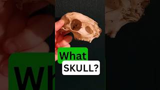 Whos SKULL was this mammals nature wildlife [upl. by Home]