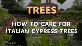 How to Care for Italian Cypress Trees [upl. by Nanfa]