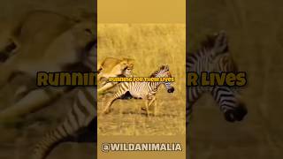 Mother Zebras Incredible Kick Saves Calf from Lioness Attack [upl. by Kistner]