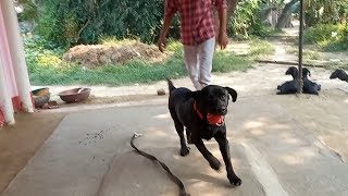 Dog sound  dog video  dog barking  dog barking sound  dog voice  dog mating  dog song shorts [upl. by Kina]