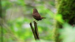 Pacific Wren sings [upl. by Berey]