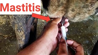 mastitis treatment in cows in hindi। mastitis ka ilaj।mastitis ka ilaj kaise karen। [upl. by Nari]