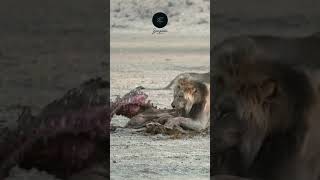 Lion Feasts on Gemsbok Carcass A Powerful Scene from the Kalahari Desert safariadventure wildlife [upl. by Ingamar721]