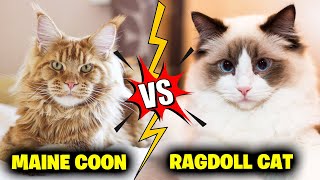 Maine Coon Vs Ragdoll Cat Breeds 7 Major Differences [upl. by Yla71]