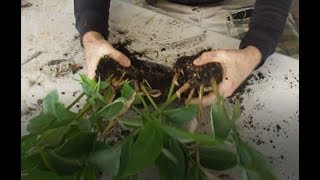 Dividing Red Ginger Alpinia purpurata  Ridiculously Easy Propagation [upl. by O'Donnell]