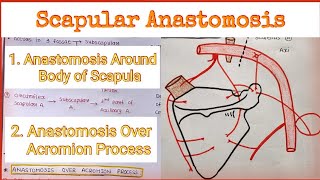 Scapular Anastomosis  Anastomosis Around Scapula [upl. by Lyrehc340]