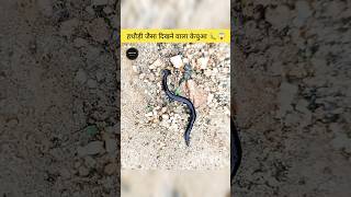 Hathaudi Jaise dikhne wala kachhua 🔨🐛😱  hammerhead Kachhua 🐛😱  intresting facts 💯✨  shorts [upl. by Styles721]