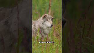 Wolf Power The Untold Story of Nature’s Fiercest Hunter animas facts wolf [upl. by Holcomb]