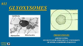 cell biology  Lecture 11 Glyoxysomes  structure and functions [upl. by Atiugal]