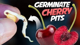 How To Germinate Cherry Seeds That Works every Time  Growing Cherry Trees From Seeds [upl. by Culley]