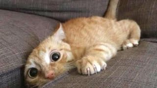 Vidéo de minou 😜 Chat fou rire 😁 Rigolade chat 😍 humour de chat n°3 [upl. by Aned]