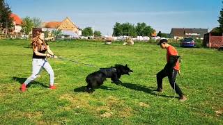 1 Belgian Groenendael vs 4 Belgian Malinois Training Dogs for Personal Protection Poland 9 maja 2020 [upl. by Urias]