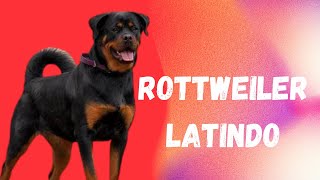 ROTTWEILER LATINDO 🐕 LATIDO DE CACHORRO 🐶 ROTTWEILER DOG BAKING 🐕 PATINHAS PETS 🐾 [upl. by Walls]