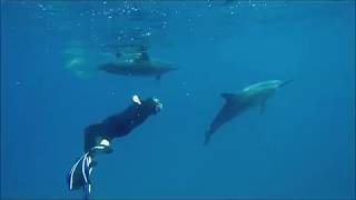 Swimming with free dolphins Hawaii  Schwimmen mit freien Delfinen Hawaii LisaRainbowcom [upl. by Kalina311]