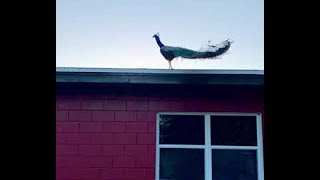 Incredible Peacock Flies in Slow Motion to Rooftop  ViralHog [upl. by Yeslek]