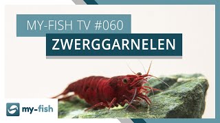 Zwerggarnelen richtig im Aquarium halten  myfish TV 060 [upl. by Sallyanne478]