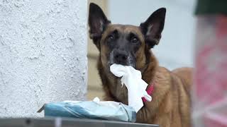 Voluntary head dunk cooperative care for irrigating canine noses and eyes and rapid cooling [upl. by Georgi]