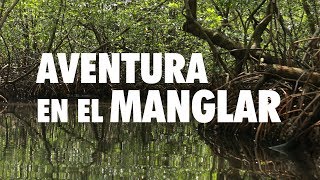 AVENTURA EN EL MANGLAR  MANGROVE ADVENTURE  SAN CRISANTO YUCATÁN [upl. by Cindee873]